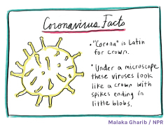 Coronavirus Illustration from NPR