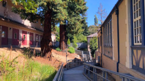 pathway in the school showing redwood trees and ramp
